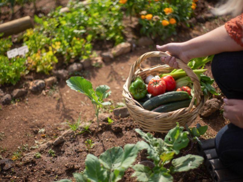 Pack turístico huerto ecológico de Masia Olivera